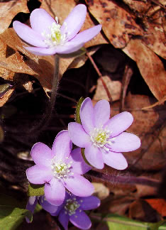 Anemone 3218